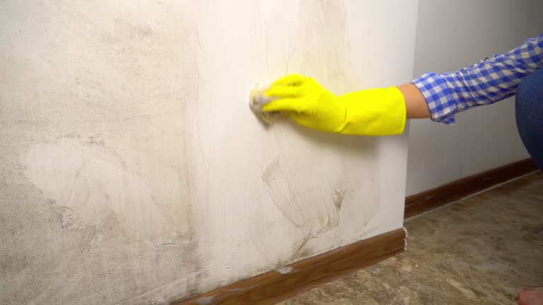 Professional Mold Removal in Alamo, CA