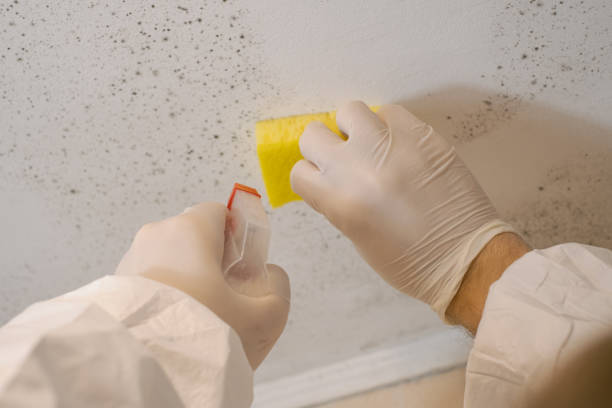 Best Emergency Mold Remediation  in Alamo, CA